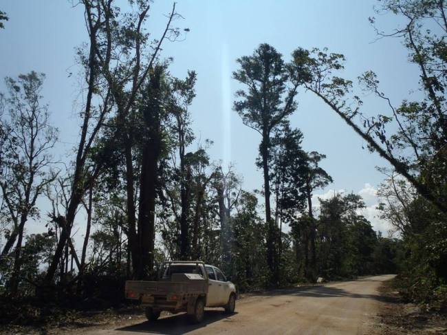 Cyclone damaged rainforest