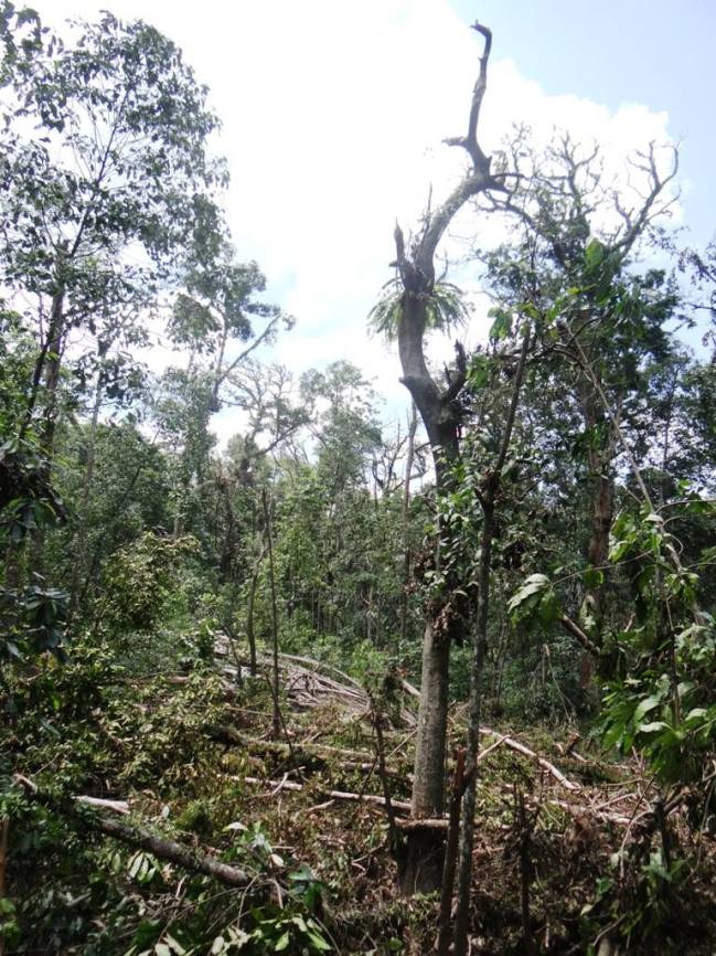 More cyclone damaged rainforest