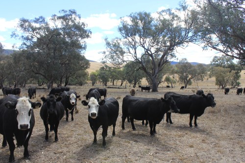 Cattle grazing_IMG_1197_DANIEL_FLORANCE